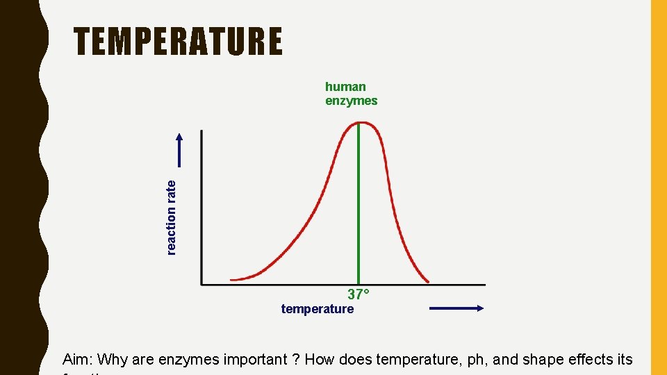 TEMPERATURE reaction rate human enzymes 37° temperature Aim: Why are enzymes important ? How