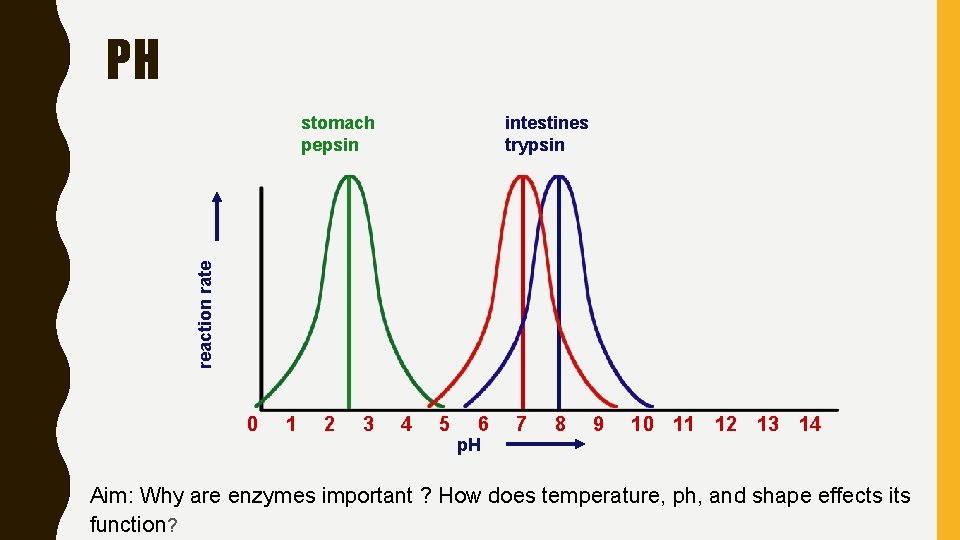 PH intestines trypsin reaction rate stomach pepsin 0 1 2 3 4 5 6