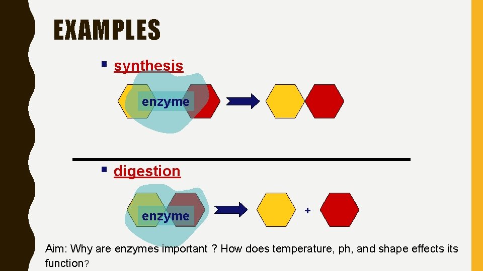EXAMPLES § synthesis + enzyme § digestion enzyme + Aim: Why are enzymes important