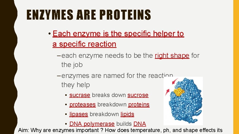 ENZYMES ARE PROTEINS • Each enzyme is the specific helper to a specific reaction