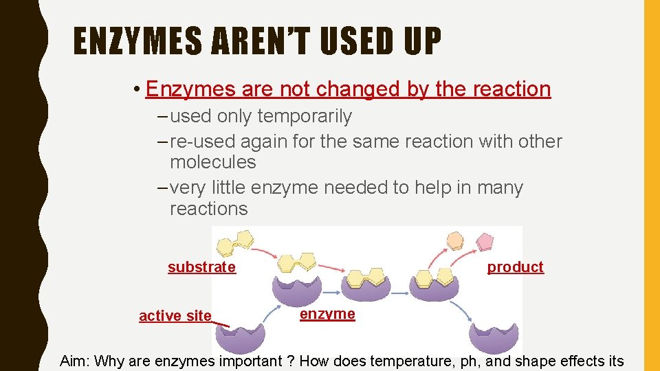 ENZYMES AREN’T USED UP • Enzymes are not changed by the reaction – used