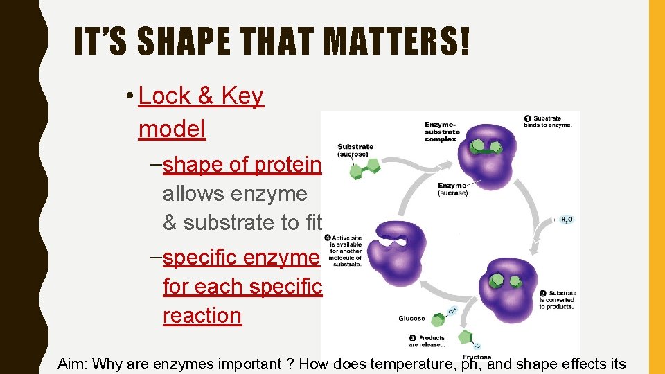 IT’S SHAPE THAT MATTERS! • Lock & Key model –shape of protein allows enzyme