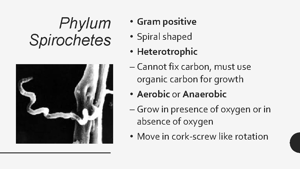 Phylum Spirochetes • Gram positive • Spiral shaped • Heterotrophic – Cannot fix carbon,