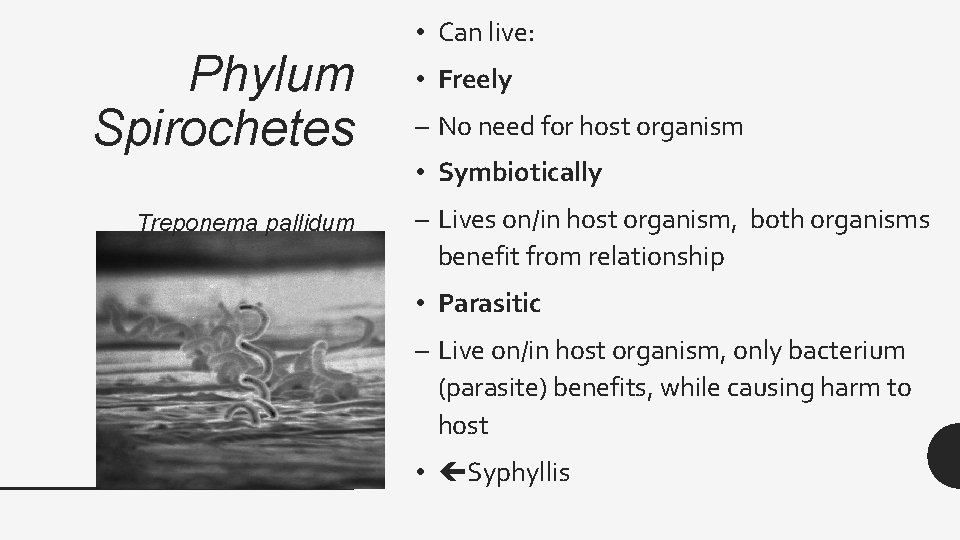 Phylum Spirochetes Treponema pallidum • Can live: • Freely – No need for host