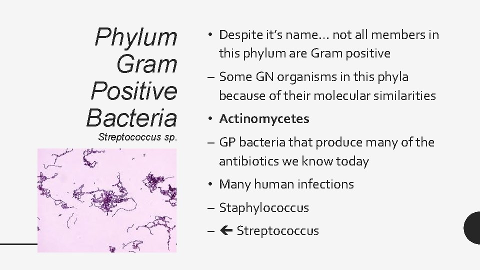 Phylum Gram Positive Bacteria Streptococcus sp. • Despite it’s name… not all members in