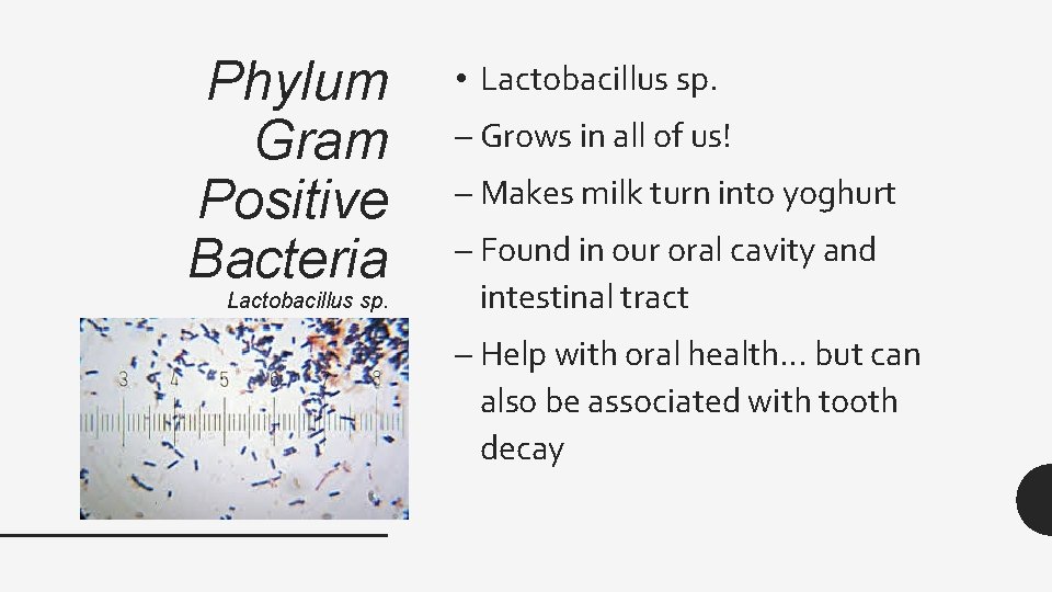 Phylum Gram Positive Bacteria Lactobacillus sp. • Lactobacillus sp. – Grows in all of