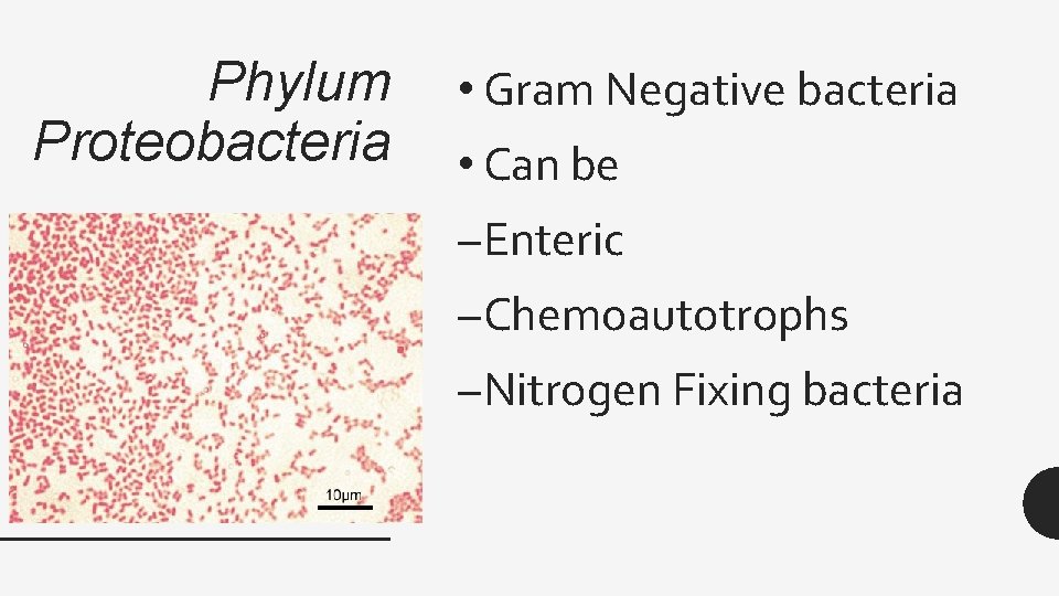 Phylum Proteobacteria • Gram Negative bacteria • Can be –Enteric –Chemoautotrophs –Nitrogen Fixing bacteria