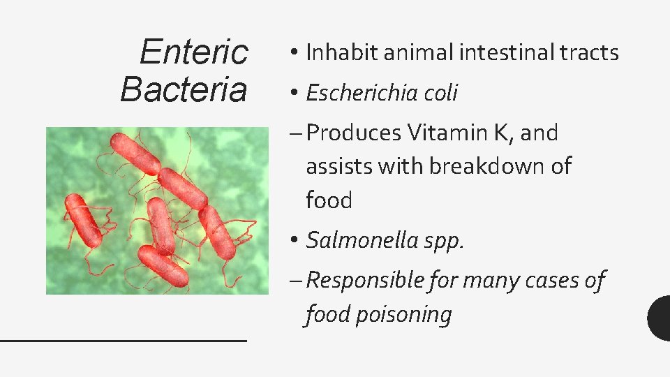 Enteric Bacteria • Inhabit animal intestinal tracts • Escherichia coli – Produces Vitamin K,