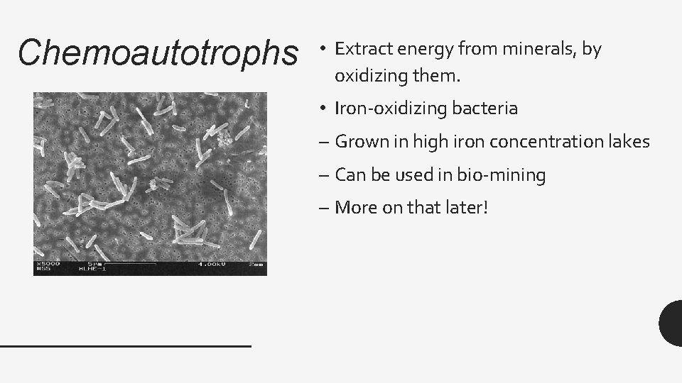 Chemoautotrophs • Extract energy from minerals, by oxidizing them. • Iron-oxidizing bacteria – Grown