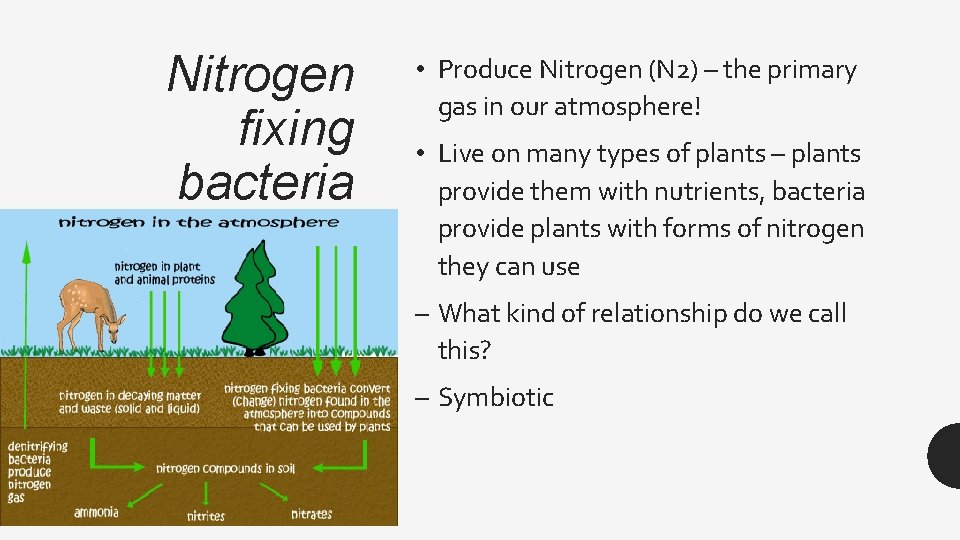 Nitrogen fixing bacteria • Produce Nitrogen (N 2) – the primary gas in our