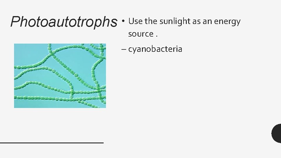 Photoautotrophs • Use the sunlight as an energy source. – cyanobacteria 