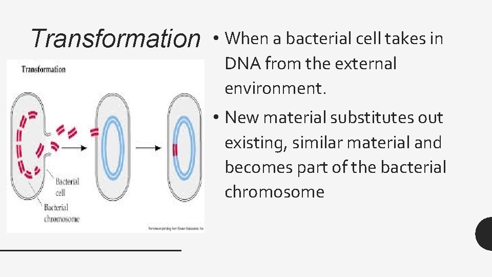 Transformation • When a bacterial cell takes in DNA from the external environment. •