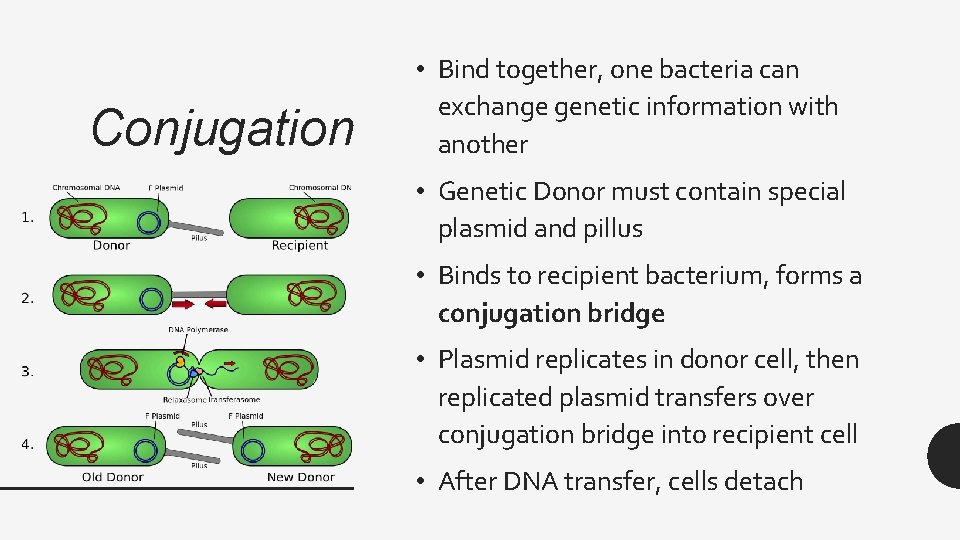 Conjugation • Bind together, one bacteria can exchange genetic information with another • Genetic