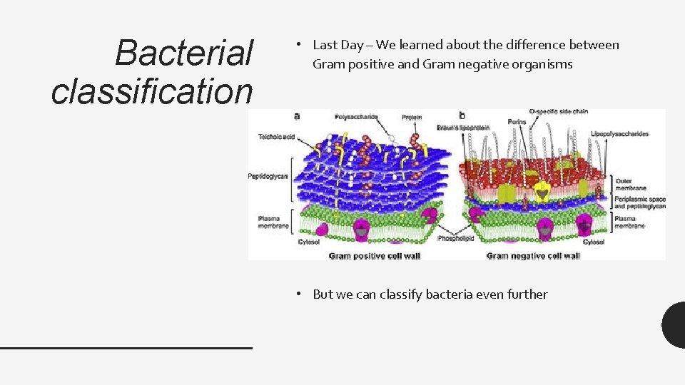 Bacterial classification • Last Day – We learned about the difference between Gram positive