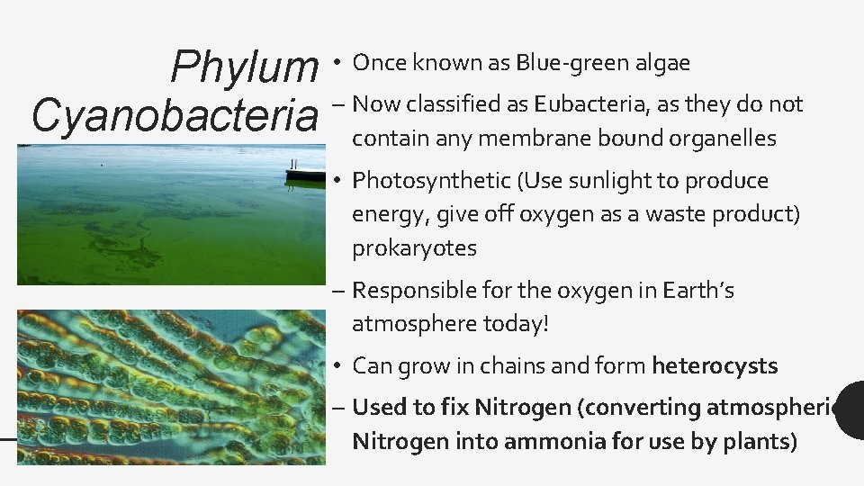 Phylum • Once known as Blue-green algae – Now classified as Eubacteria, as they