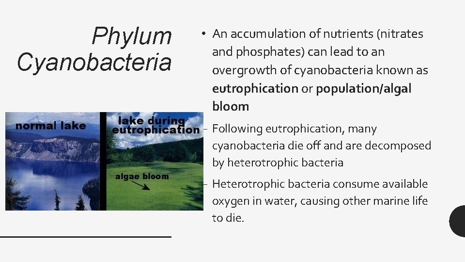 Phylum Cyanobacteria • An accumulation of nutrients (nitrates and phosphates) can lead to an