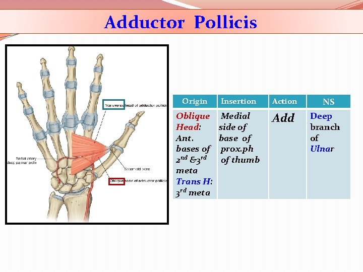 Adductor Pollicis Origin Insertion Action Oblique Head: Ant. bases of 2 nd &3 rd