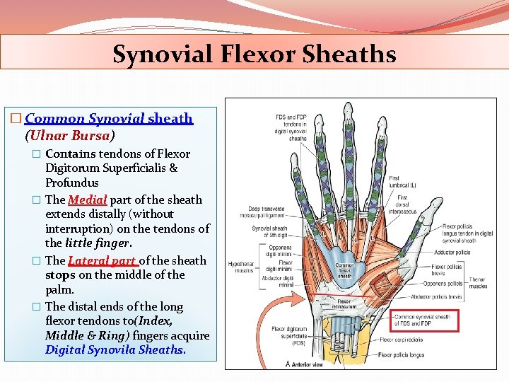 Synovial Flexor Sheaths � Common Synovial sheath (Ulnar Bursa) � Contains tendons of Flexor