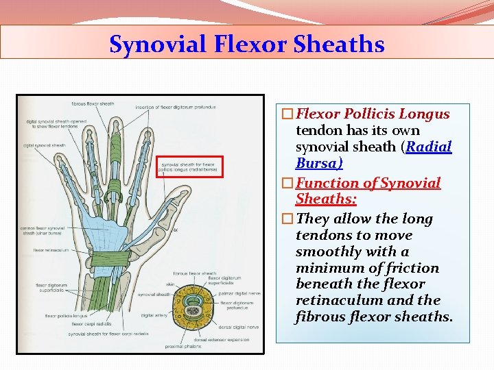 Synovial Flexor Sheaths �Flexor Pollicis Longus tendon has its own synovial sheath (Radial Bursa)