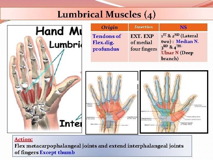 Lumbrical Muscles (4) Origin Tendons of Flex. dig. profundus Insertion NS EXT. EXP 1