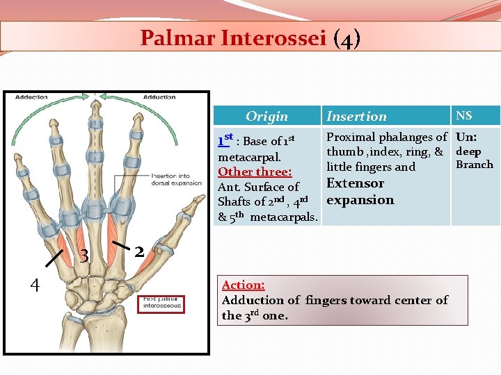 Palmar Interossei (4) Origin 1 st : Base of 1 st 3 4 2