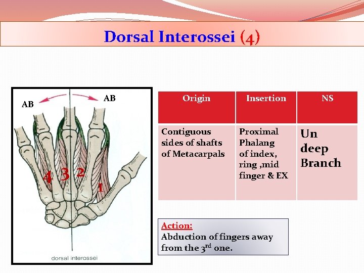 Dorsal Interossei (4) AB AB Origin Contiguous sides of shafts of Metacarpals 4 32