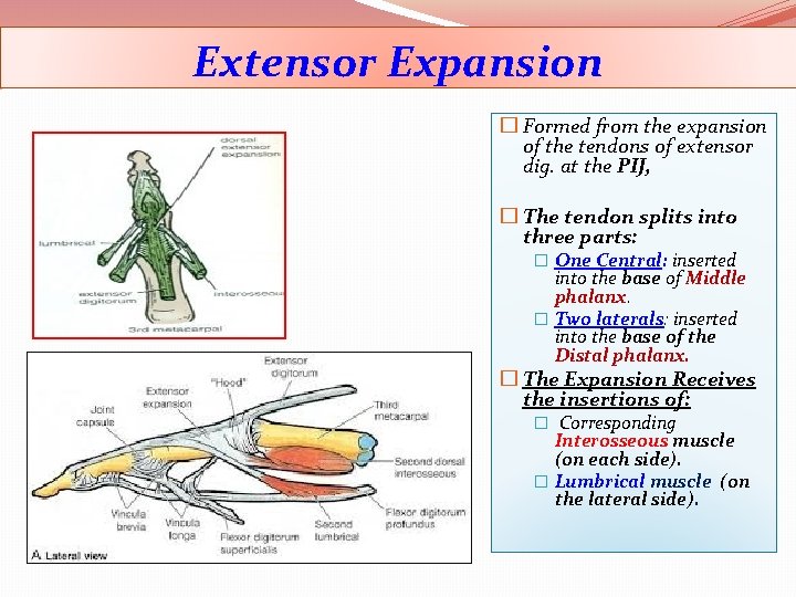 Extensor Expansion � Formed from the expansion of the tendons of extensor dig. at