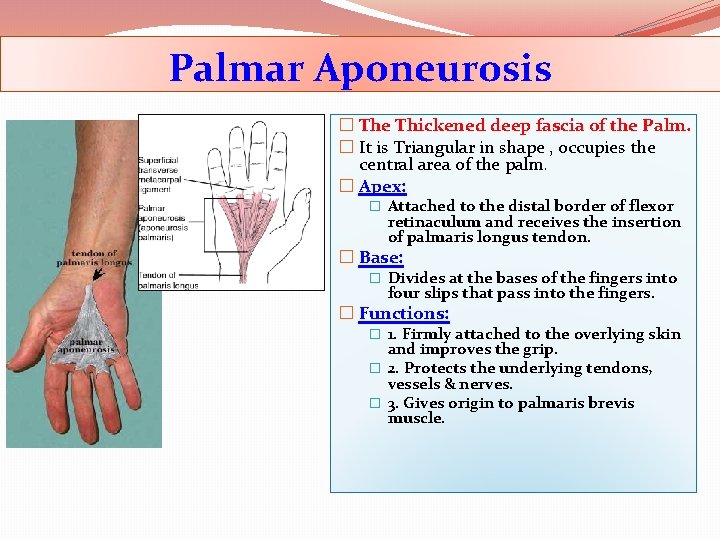 Palmar Aponeurosis � The Thickened deep fascia of the Palm. � It is Triangular