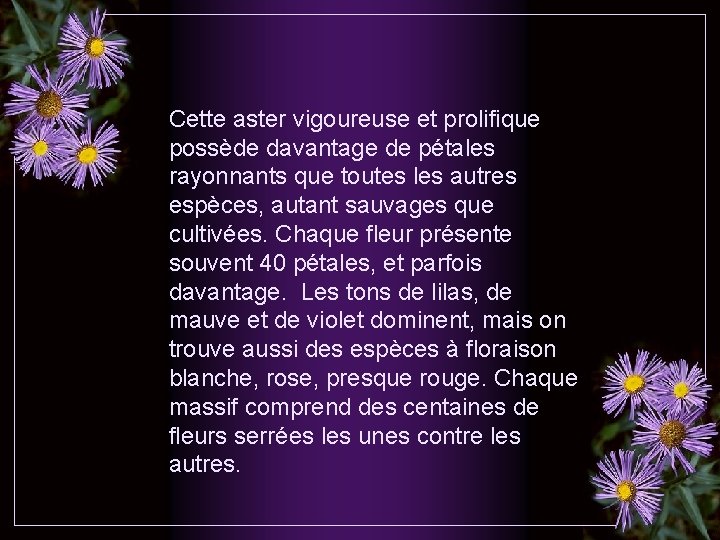 Cette aster vigoureuse et prolifique possède davantage de pétales rayonnants que toutes les autres