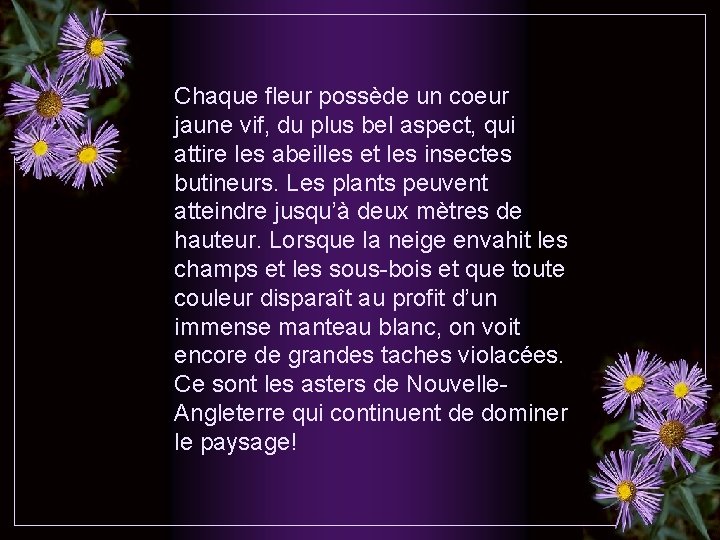 Chaque fleur possède un coeur jaune vif, du plus bel aspect, qui attire les