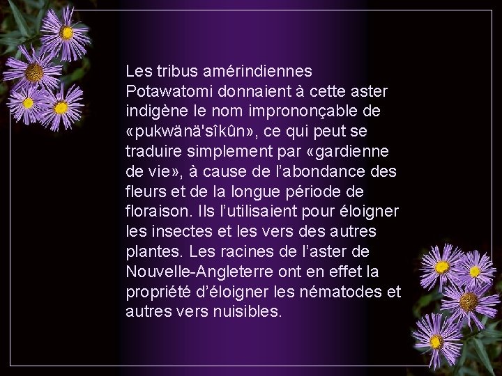 Les tribus amérindiennes Potawatomi donnaient à cette aster indigène le nom imprononçable de «pukwänä'sîkûn»