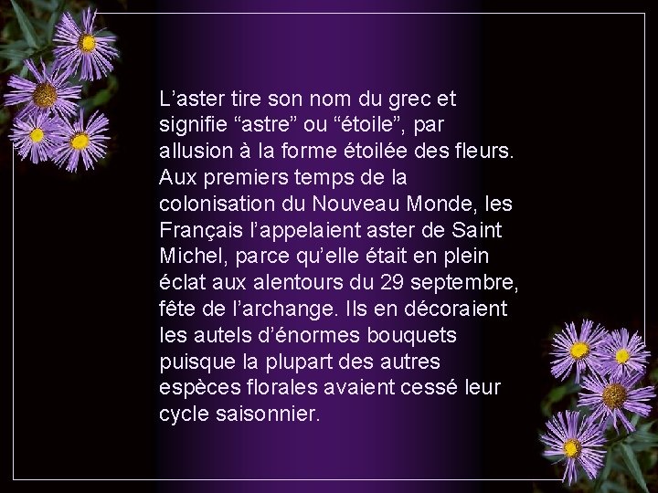L’aster tire son nom du grec et signifie “astre” ou “étoile”, par allusion à