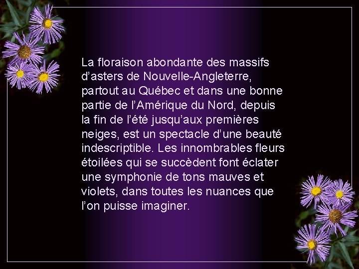 La floraison abondante des massifs d’asters de Nouvelle-Angleterre, partout au Québec et dans une