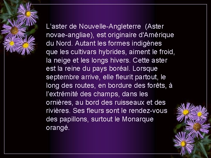 L’aster de Nouvelle-Angleterre (Aster novae-angliae), est originaire d'Amérique du Nord. Autant les formes indigènes