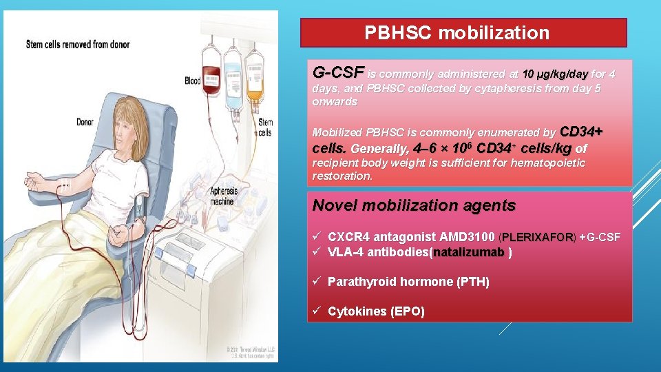 PBHSC mobilization G-CSF is commonly administered at 10 µg/kg/day for 4 days, and PBHSC