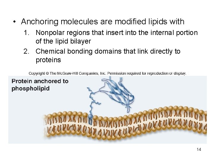  • Anchoring molecules are modified lipids with 1. Nonpolar regions that insert into