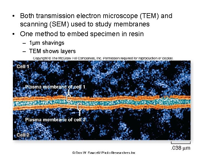  • Both transmission electron microscope (TEM) and scanning (SEM) used to study membranes