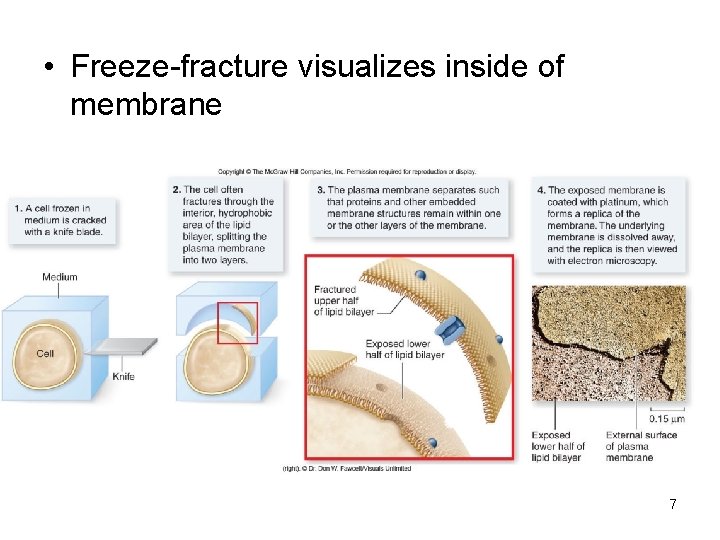  • Freeze-fracture visualizes inside of membrane 7 