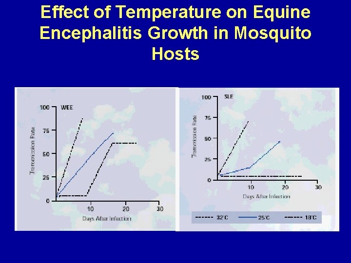 Effect of Temperature on Equine Encephalitis Growth in Mosquito Hosts 