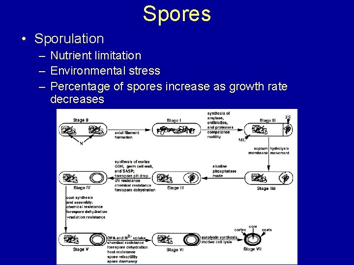 Spores • Sporulation – Nutrient limitation – Environmental stress – Percentage of spores increase