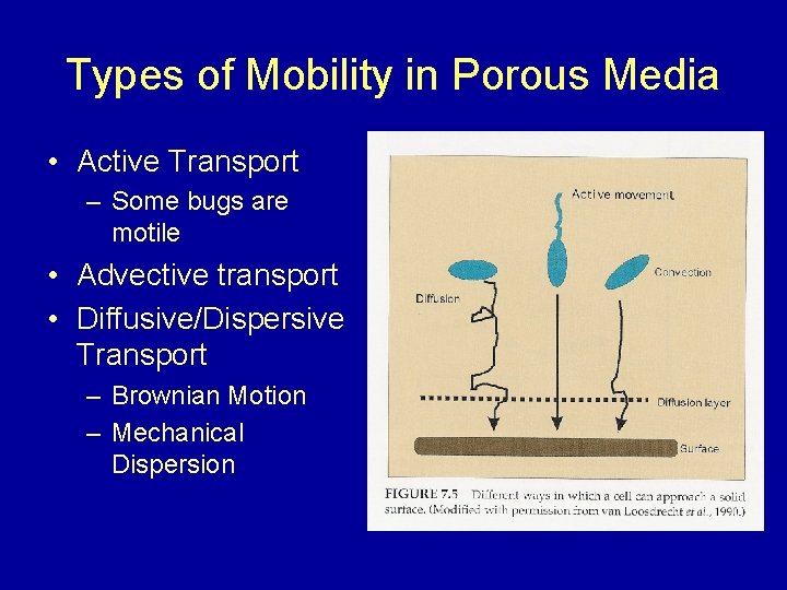 Types of Mobility in Porous Media • Active Transport – Some bugs are motile