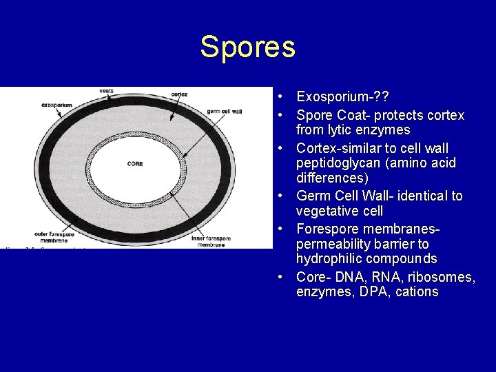 Spores • Exosporium-? ? • Spore Coat- protects cortex from lytic enzymes • Cortex-similar