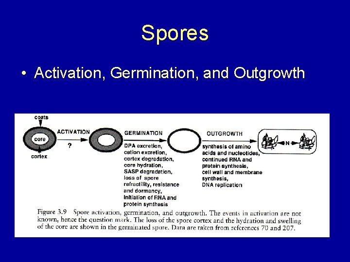 Spores • Activation, Germination, and Outgrowth 