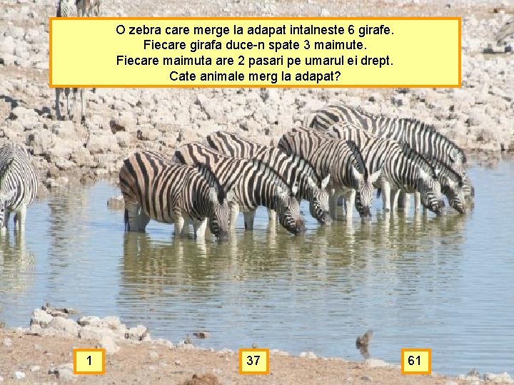 O zebra care merge la adapat intalneste 6 girafe. Fiecare girafa duce-n spate 3