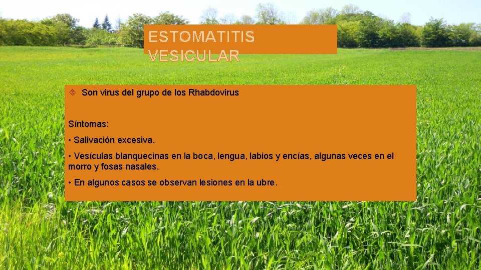 ESTOMATITIS VESICULAR Son virus del grupo de los Rhabdovirus Síntomas: • Salivación excesiva. •