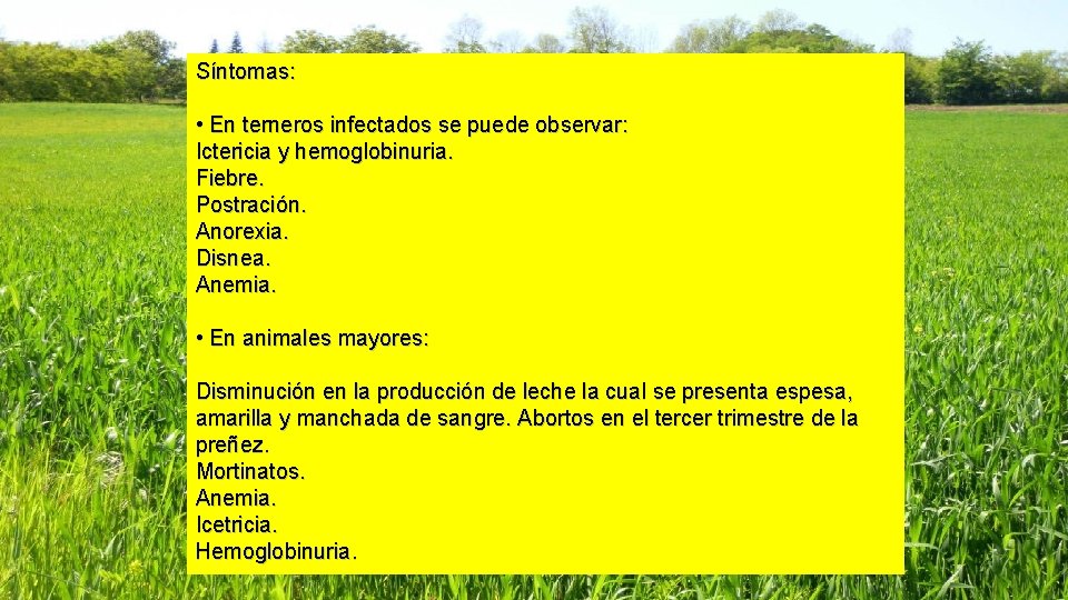 Síntomas: • En terneros infectados se puede observar: Ictericia y hemoglobinuria. Fiebre. Postración. Anorexia.