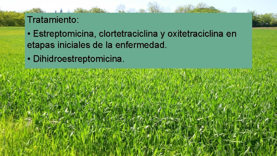 Tratamiento: • Estreptomicina, clortetraciclina y oxitetraciclina en etapas iniciales de la enfermedad. • Dihidroestreptomicina.