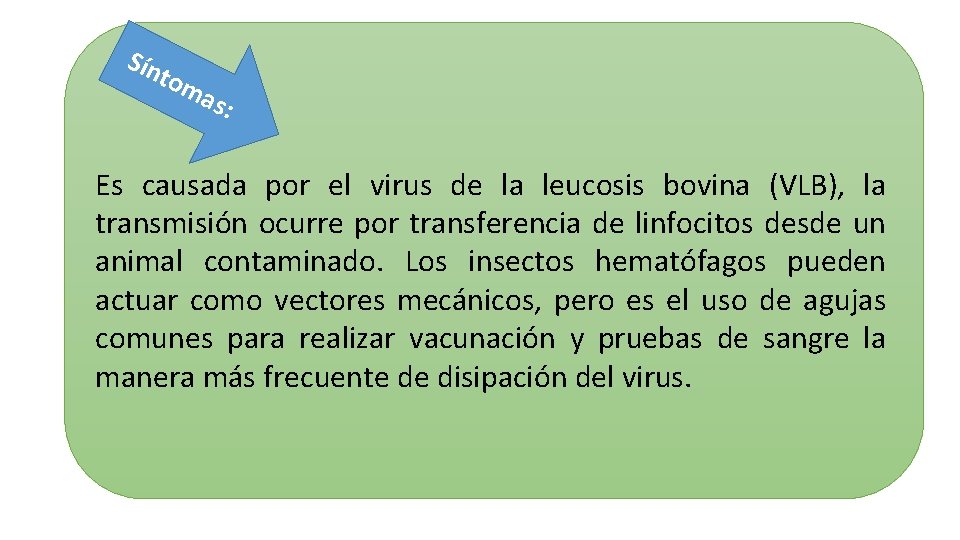 Sín tom as: Es causada por el virus de la leucosis bovina (VLB), la