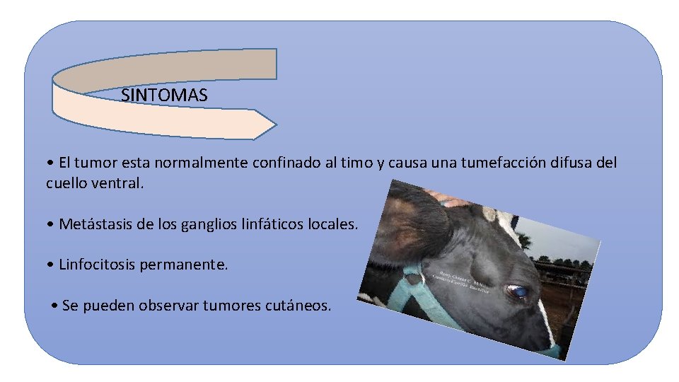 SINTOMAS • El tumor esta normalmente confinado al timo y causa una tumefacción difusa