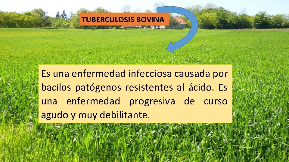 TUBERCULOSIS BOVINA Es una enfermedad infecciosa causada por bacilos patógenos resistentes al ácido. Es